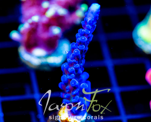 JF BLUE MONSTER TORT
