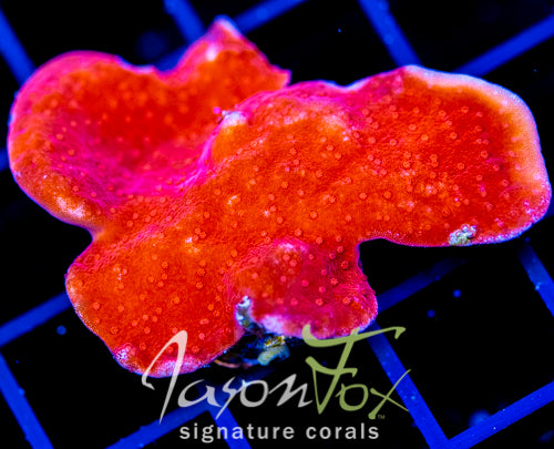 JF RED MONTI CAP