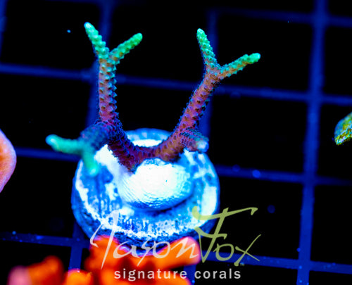 JF GLOWING FINGERS BN