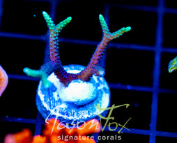 JF GLOWING FINGERS BN
