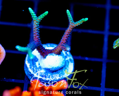 JF GLOWING FINGERS BN