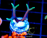 JF GLOWING FINGERS BN
