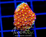 JF KALEIDOSCOPE GONI