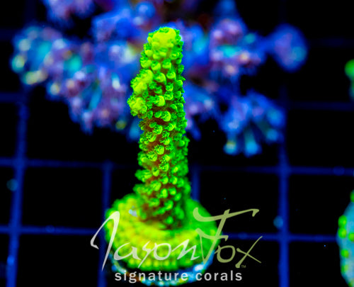 GREEN SLIMER ACRO