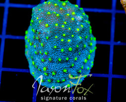 JF LIME TIME ASTREOPORA
