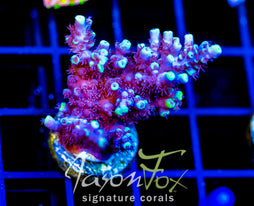 JF YELLOW SABER ACRO XL FRAG