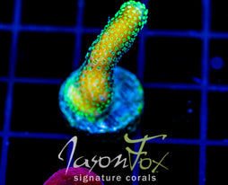 JF PROJECT X STYLO