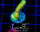 JF PROJECT X STYLO