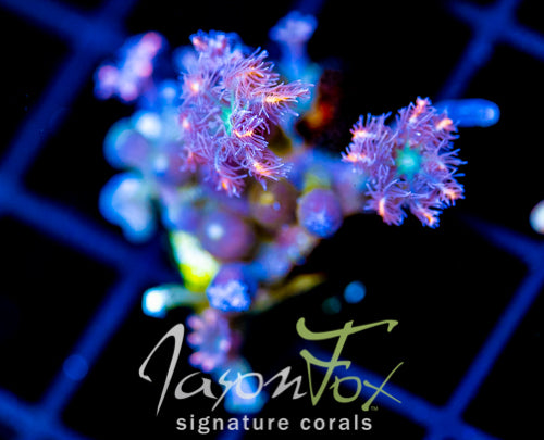 JF ORANGE INFUSED RAINBOW CLOVES