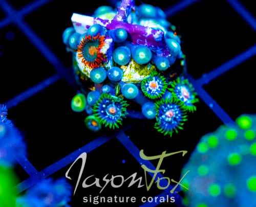 JF STARGAZERS ZOAS COMBO