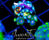 JF STARGAZERS ZOAS COMBO