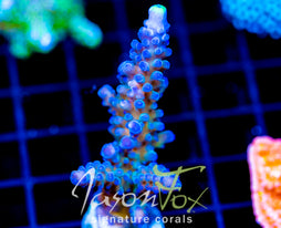 WWC YELLOW TIPS ACRO XL FRAG