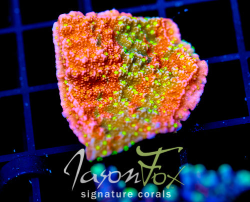 JF GRAFTED SUN MONTI