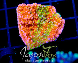 JF GRAFTED SUN MONTI