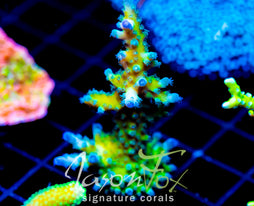 JF FRANKIES SKY HIGH STAG XL FRAG