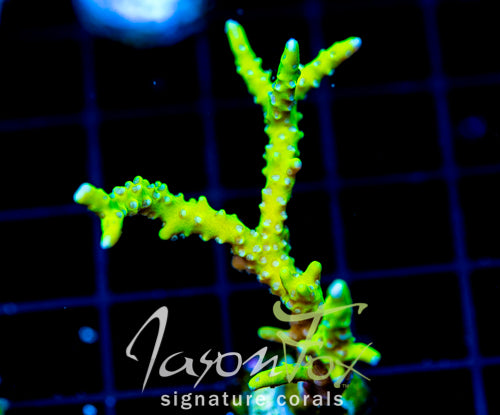 BR GREEN GOBLIN ANACROPORA
