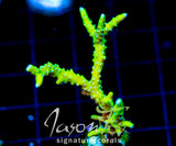 BR GREEN GOBLIN ANACROPORA