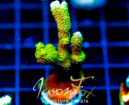 WWC CONTRABAND DIGI XL FRAG