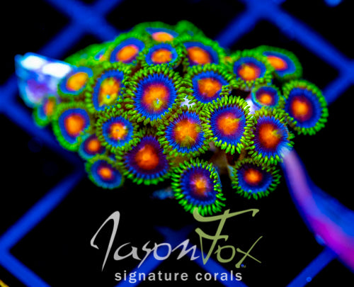 JF DRAGON EYES ZOAS