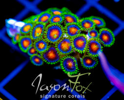 JF DRAGON EYES ZOAS