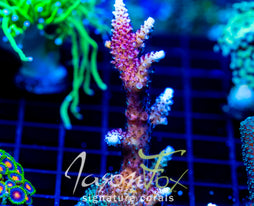 JF RADICAL RED STAG 2" COLONY