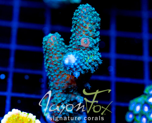 JF AUTUMN BLAZE ACRO XL FRAG