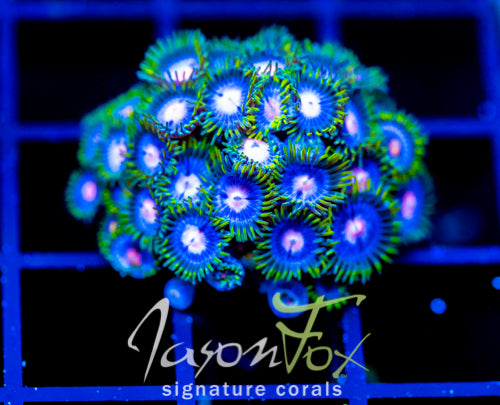 JF BIG BANG ZOA