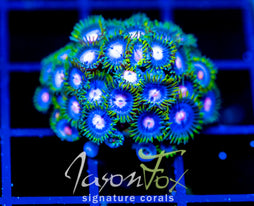 JF BIG BANG ZOA