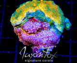 JF SWEET TOOTH MONTI COMBO 2