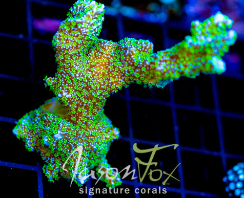 TUBS MONTI STELATTA 2" COLONY