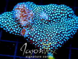 JF GREEN CYPHASTREA 2" COLONY