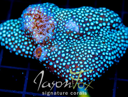 JF GREEN CYPHASTREA 2" COLONY