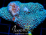 JF GREEN CYPHASTREA 2
