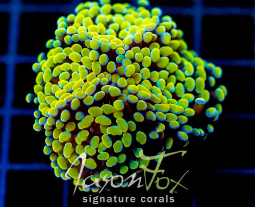 JF NEON NIGHTSHADE HAMMER 4 HEADS