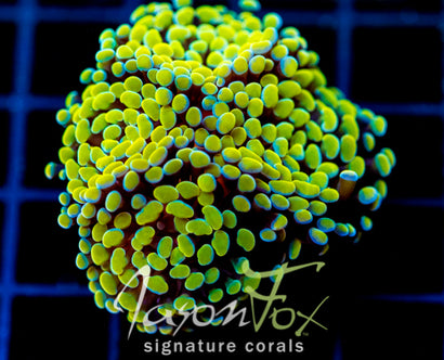 JF NEON NIGHTSHADE HAMMER 4 HEADS