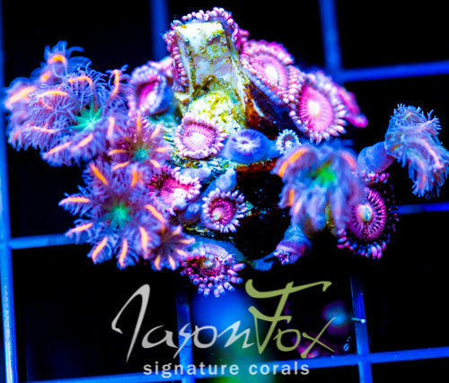 JF ORANGE INFUSED RAINBOW CLOVES  COMBO