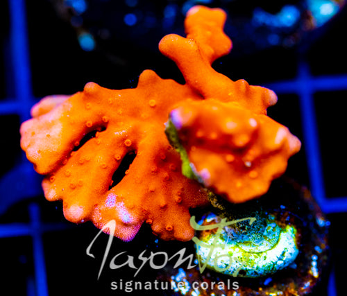JF RED HOT SETOSA