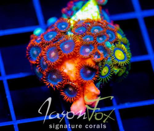 JF RED HOT SETOSA COMBO