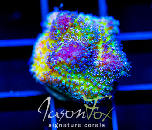 JF BLUEBERRY FIELDS STYLO