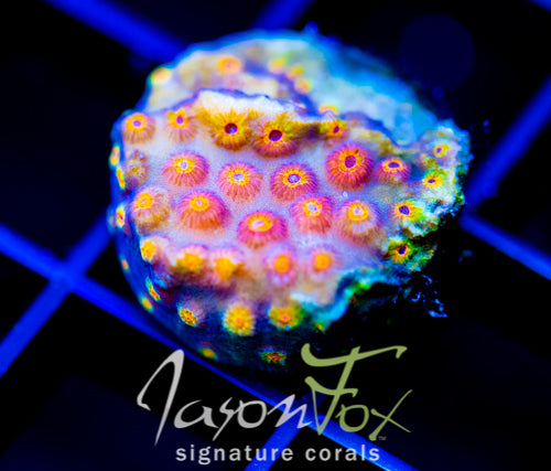 JF PARTY CRASHER CYPHASTREA