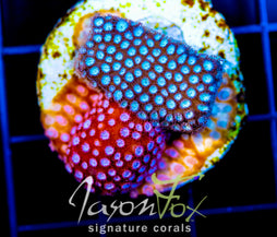 JF FENDER BENDER CYPHASTREA