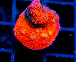 JF PINK BOOBIES CHALICE