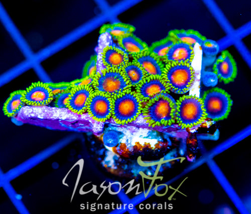 JF DRAGON EYES ZOAS