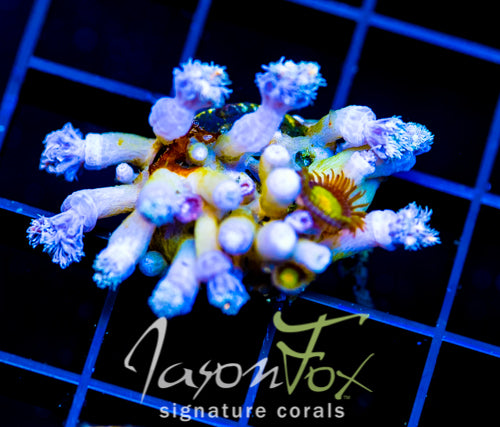 JF SUNFLOWER ZOAS COMBO