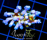 JF SUNFLOWER ZOAS COMBO