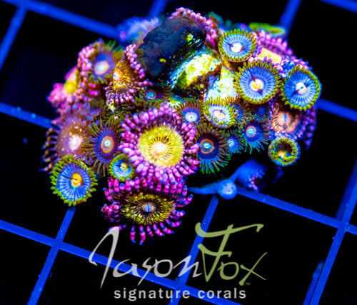 JF ZOA BOUQUET