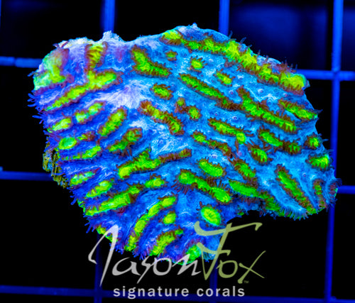 JF BLUEBERRY BLAST HYDNO XL FRAG