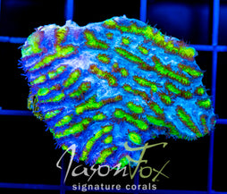 JF BLUEBERRY BLAST HYDNO XL FRAG