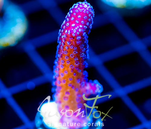 JF RAINBOW STYLO
