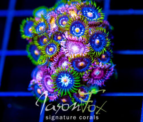 JF ZOA BOUQUET